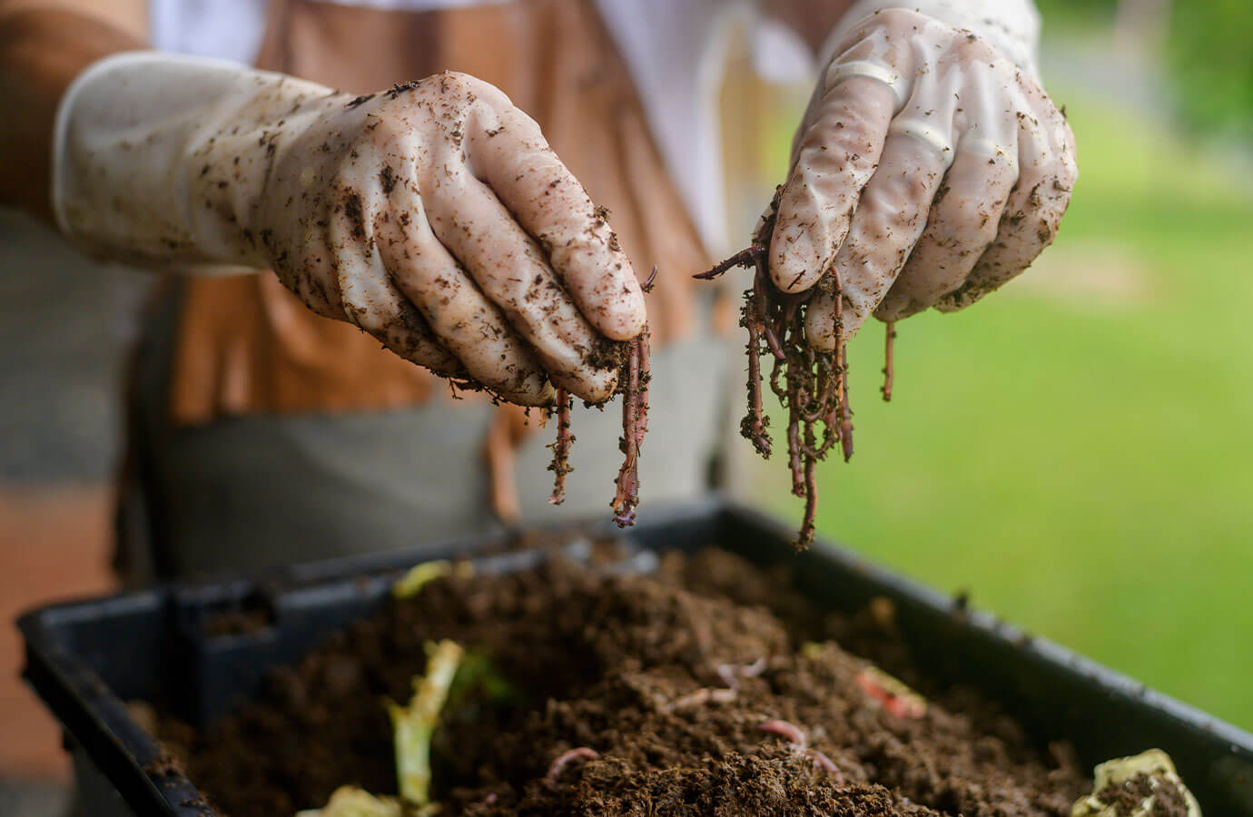 Sustainable Crop Innovation