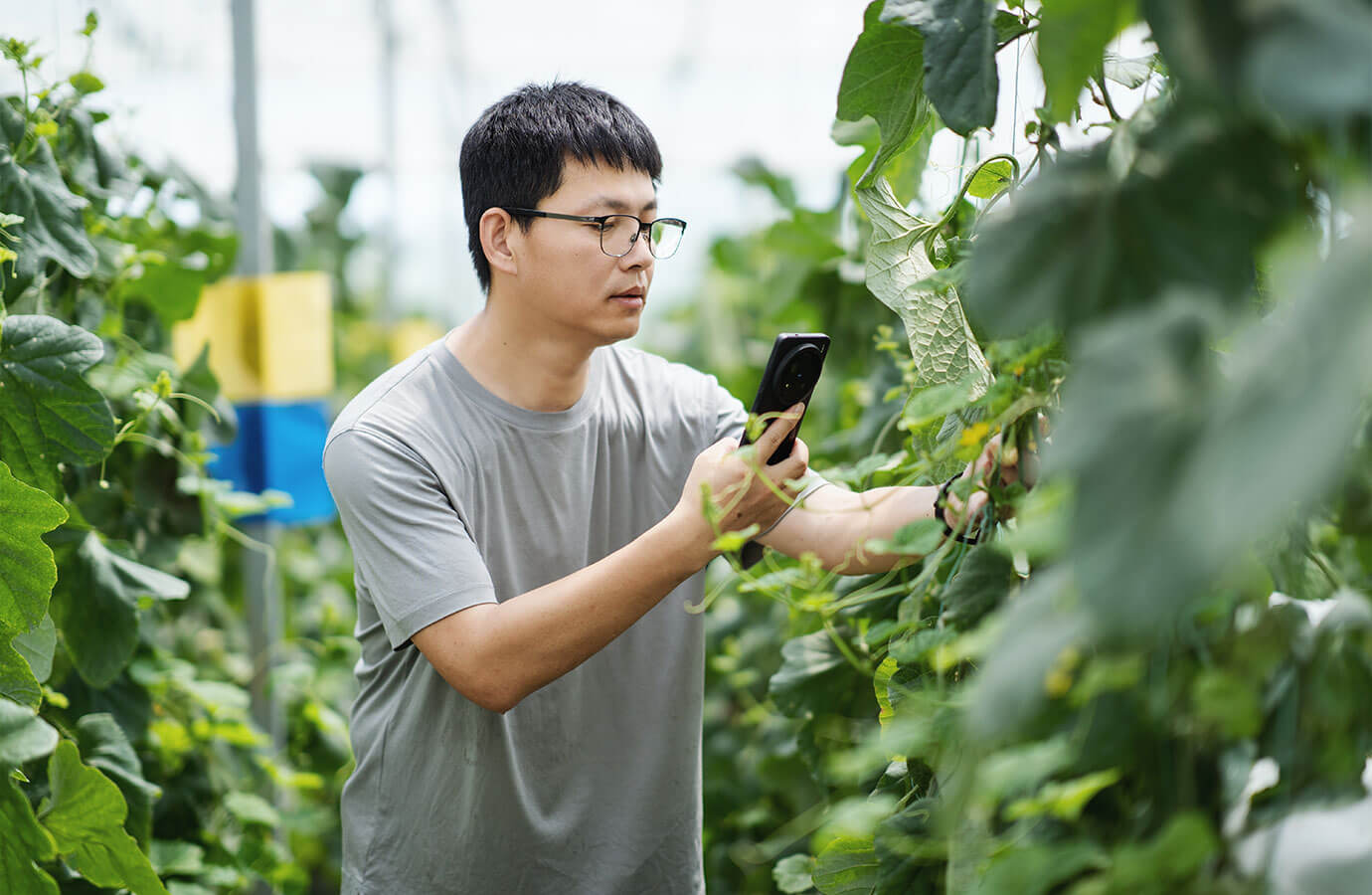 Plant Nutrition Science